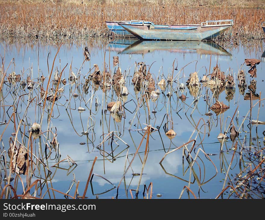 Lotus And Boats