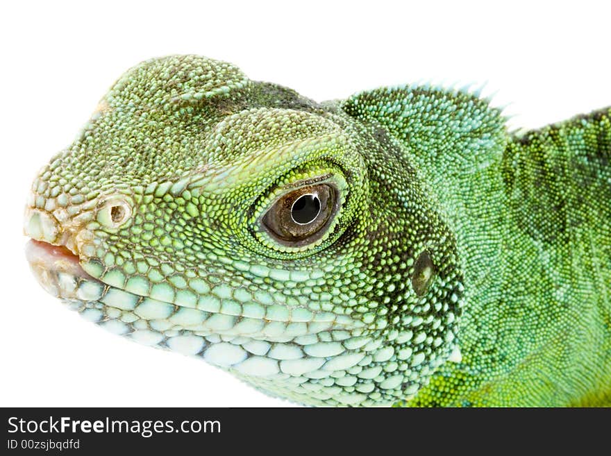 Head and facel of an adult agama Physignathus cocincinus