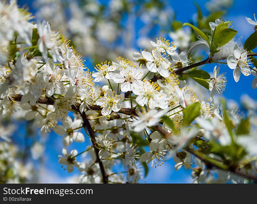 Apple tree blossom