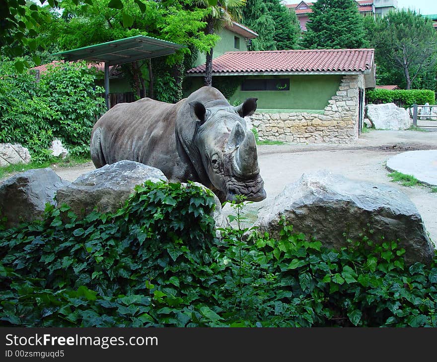 A rhinoceros takes a look around in a park. A rhinoceros takes a look around in a park