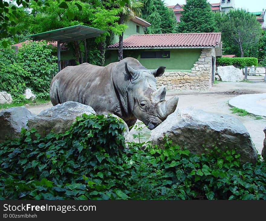 A rhinoceros takes a look around in a park. A rhinoceros takes a look around in a park