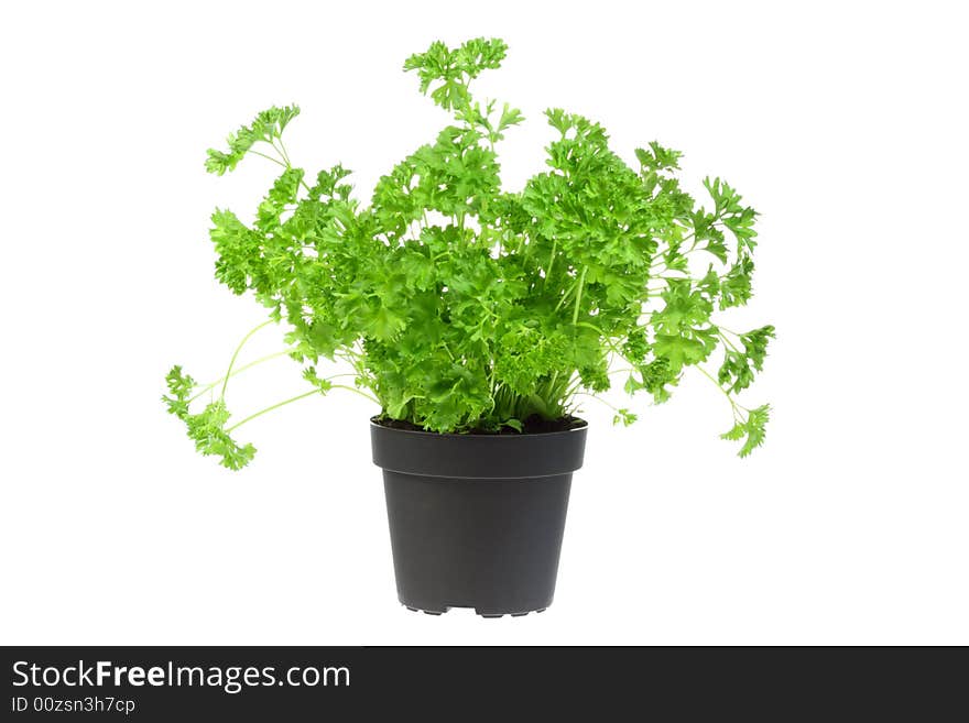 Flowerpot with parsley.