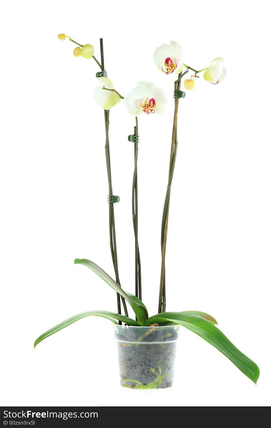 White orchid on a white background. White orchid on a white background.