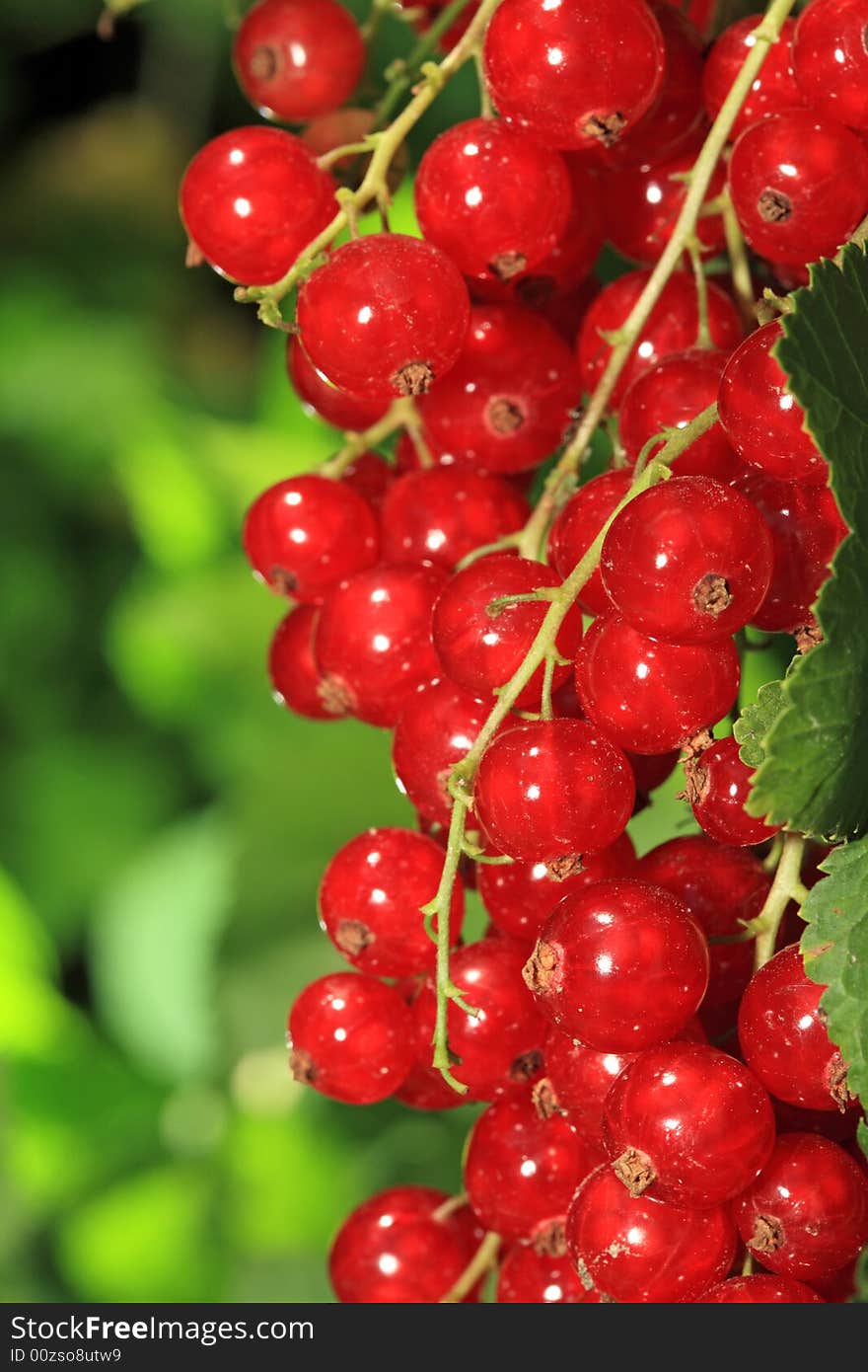 Red currants.