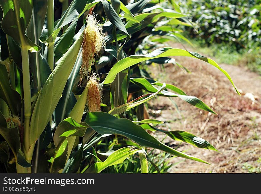 Corn (Mielies) wrapped in leaves, awaiting harvest. Corn (Mielies) wrapped in leaves, awaiting harvest.