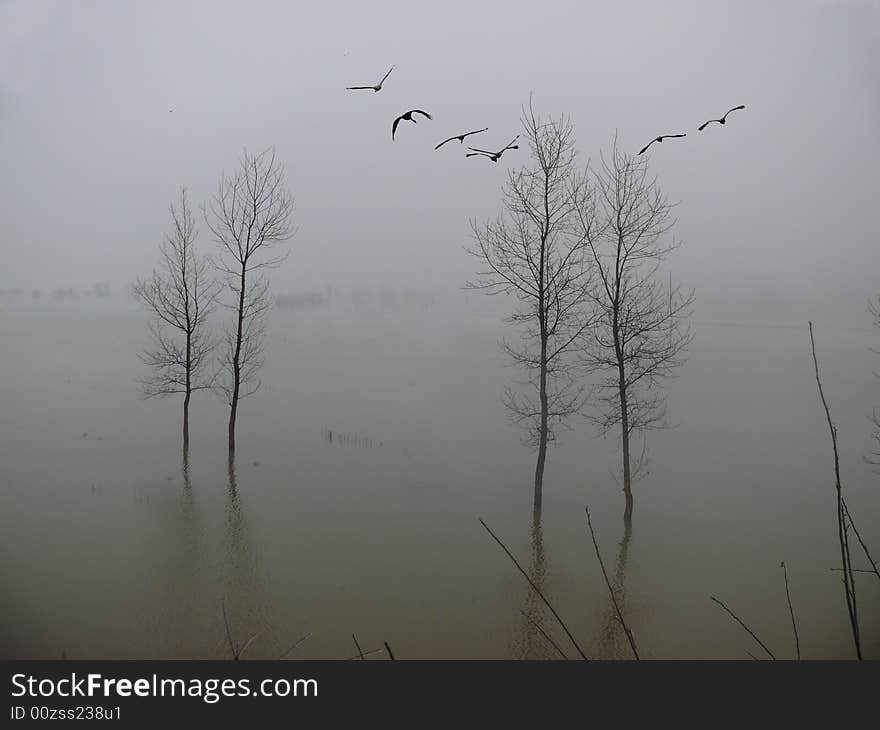 Yunnan Huize Daqiaoxian township early morning, the fog fills the air, the tranquil water surface, goes far away the black-necked crane group, the swaying shadows of the trees, the faintly recognizable unreal space, lets the human have one kind of light mood!. Yunnan Huize Daqiaoxian township early morning, the fog fills the air, the tranquil water surface, goes far away the black-necked crane group, the swaying shadows of the trees, the faintly recognizable unreal space, lets the human have one kind of light mood!