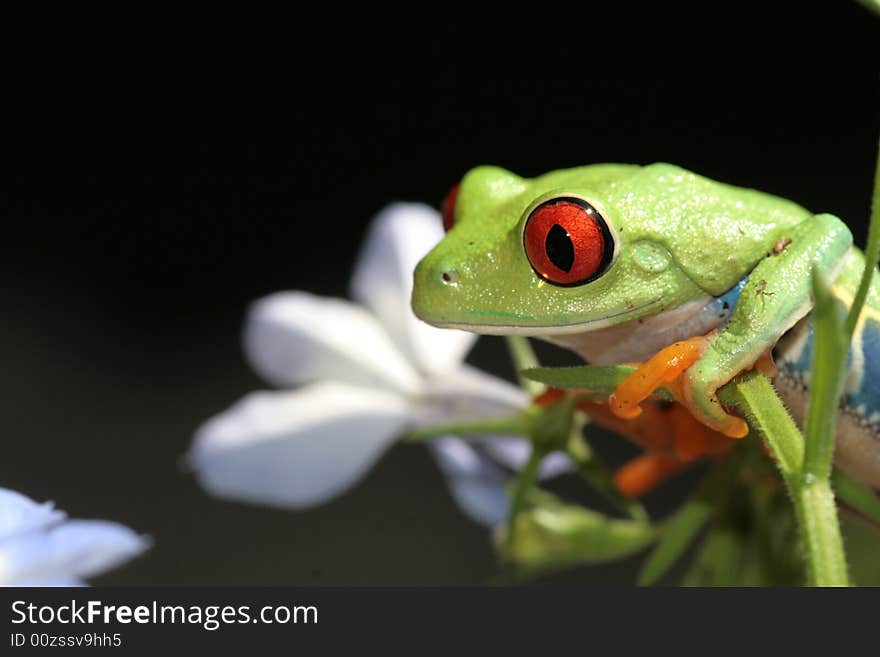 Red eyed tree frog