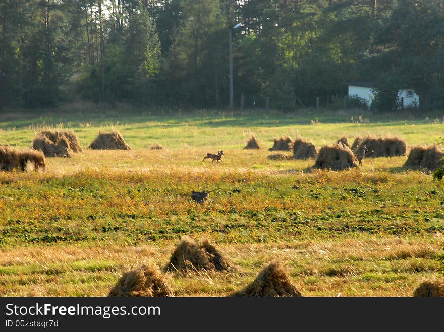 Meadows with small sheafs