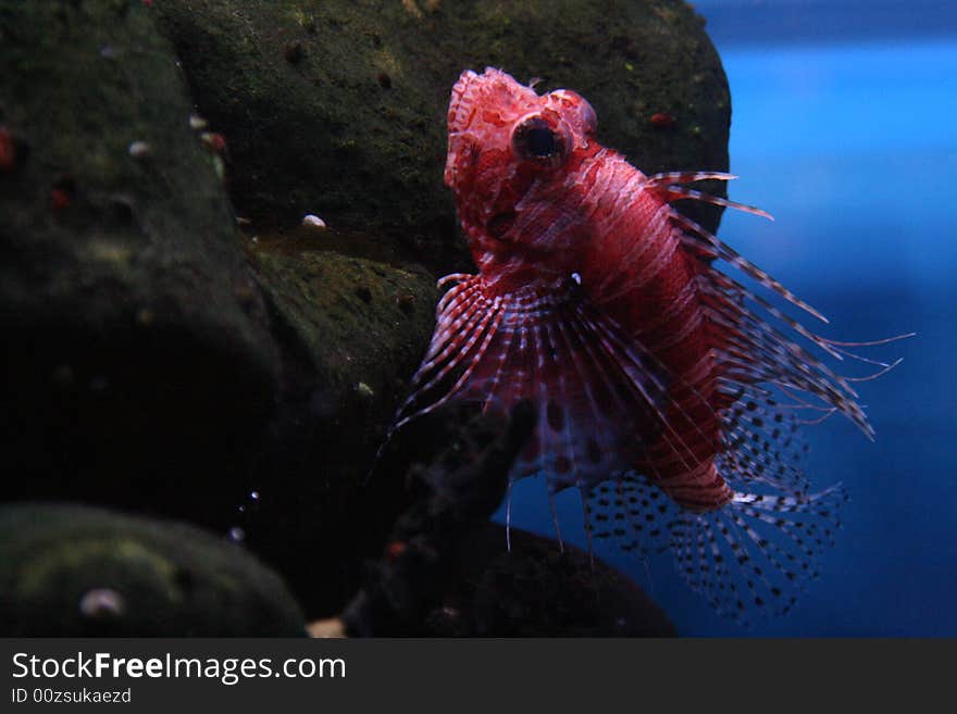 Sea fish (the butterfly red)