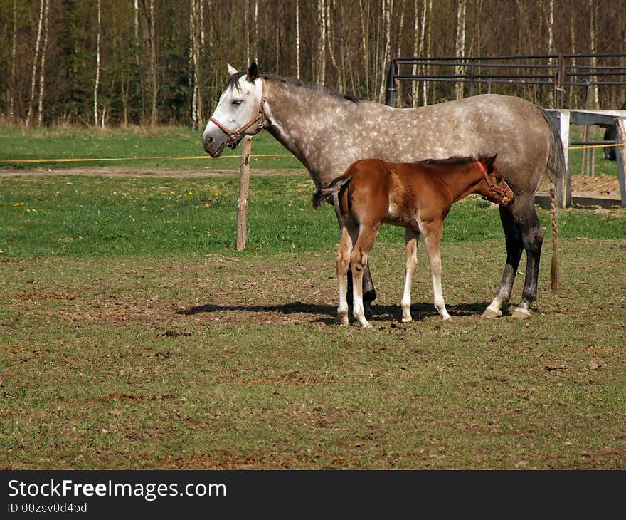 Horse with a foal are grazed on a green lawn