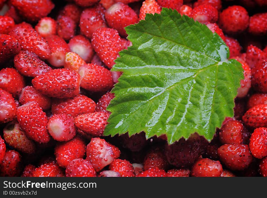 Wild strawberries. Narrow depth of field.