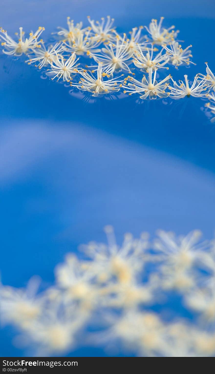 Unusual Water Flowers