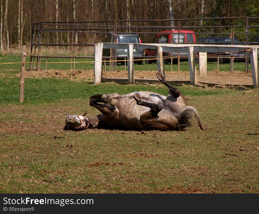 The cheerful horse to luxuriate under the first spring beams of the sun