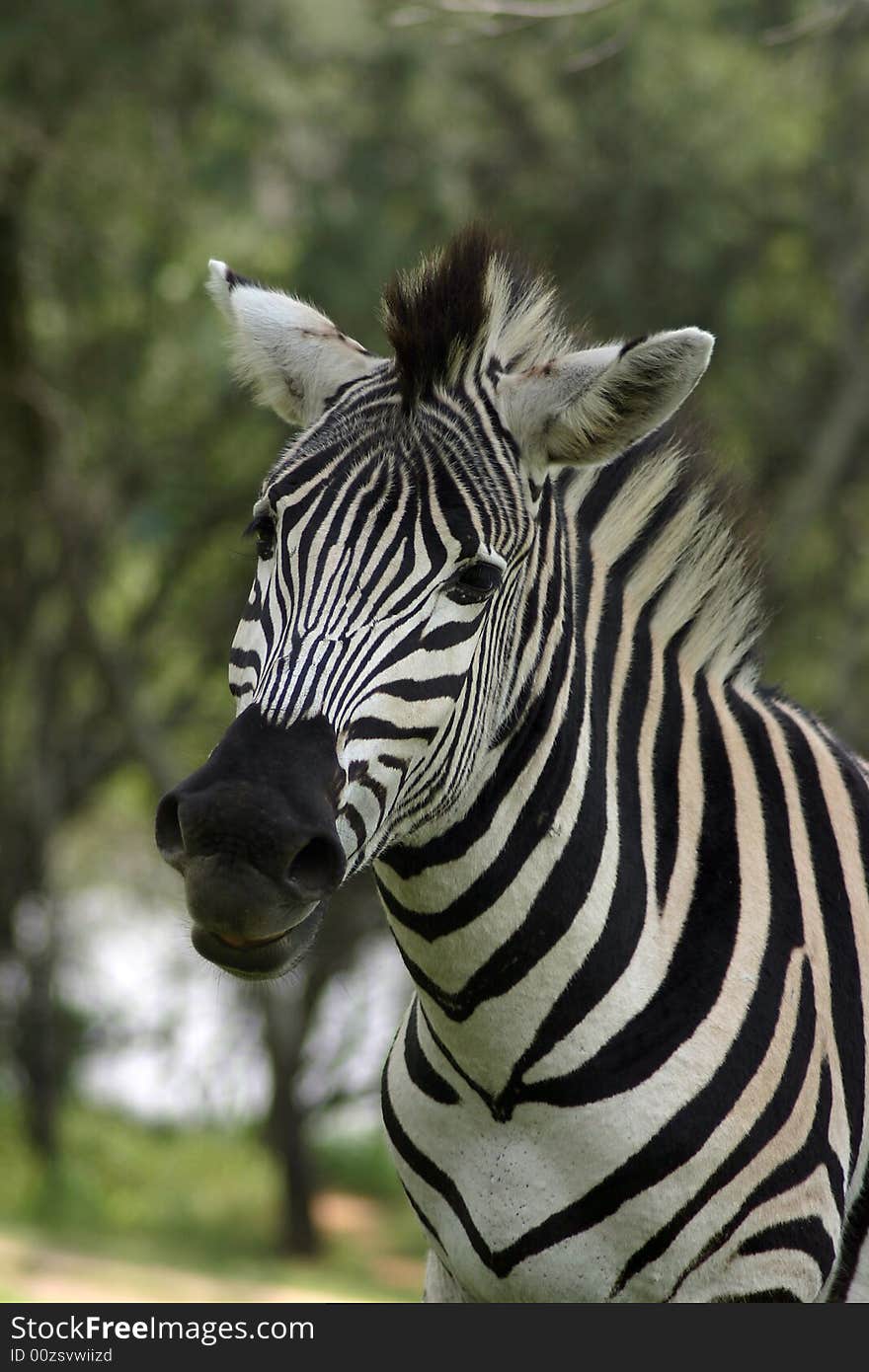 A Zebra looking straight at the camera. A Zebra looking straight at the camera