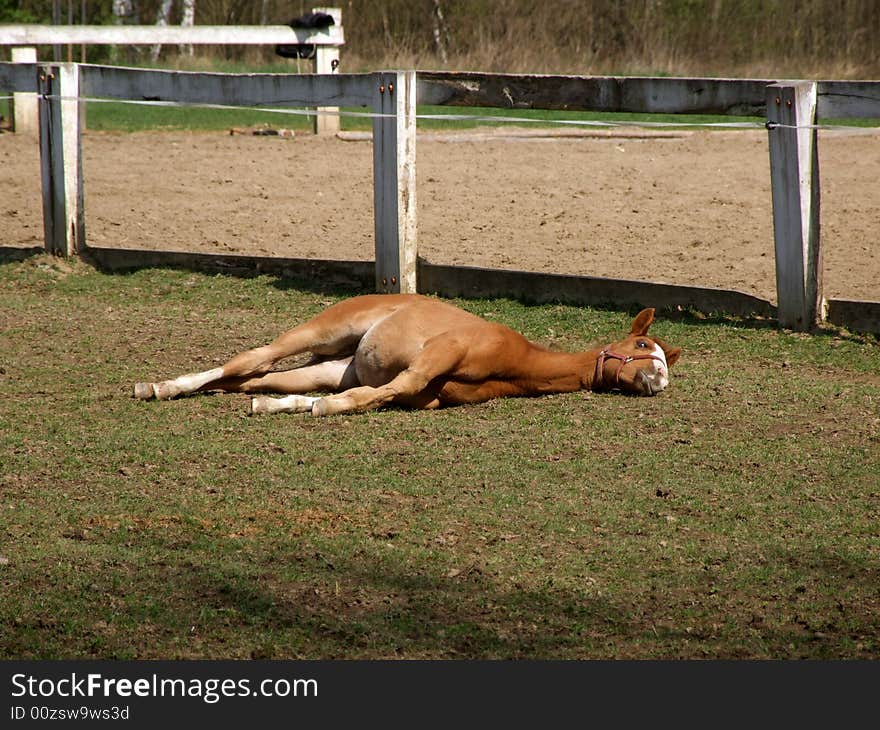 The tired foal to luxuriate under the first spring beams of the sun