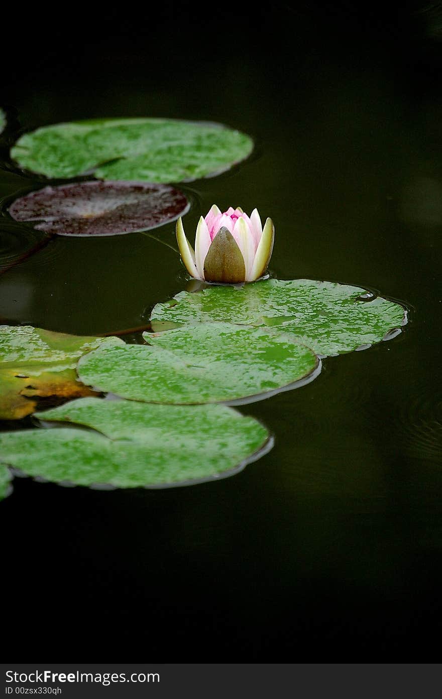 A blooming flower of waterlily in pond. A blooming flower of waterlily in pond.