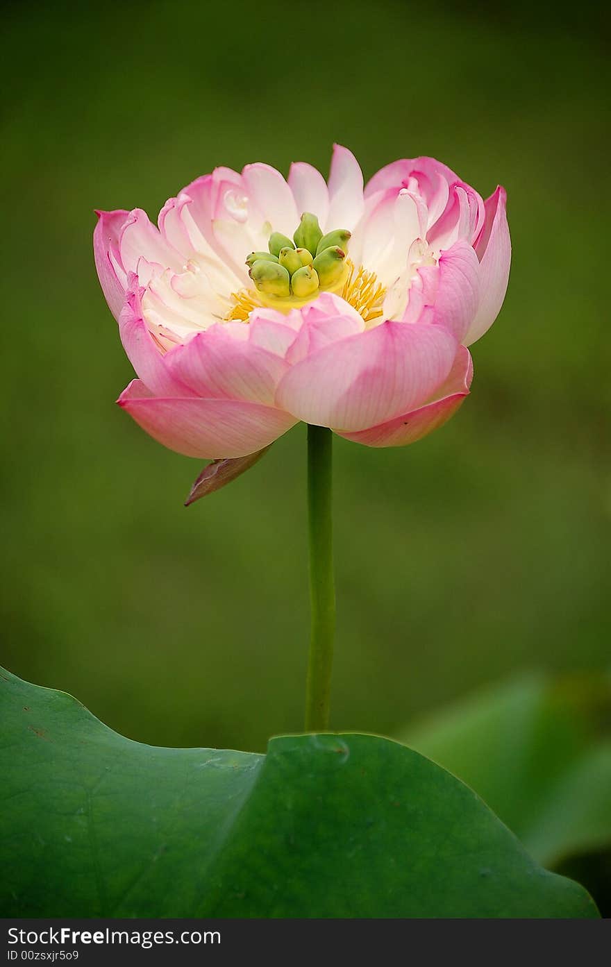 Lotus