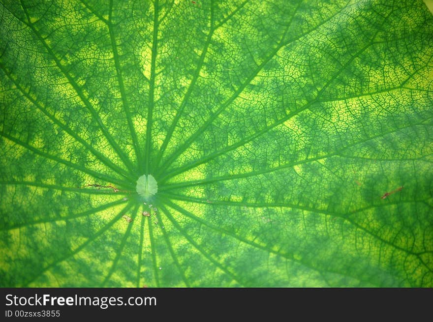 Close up of a lotus leaf. Close up of a lotus leaf.