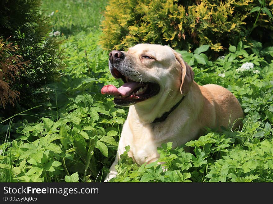 Portrait of a dog in spring city park. Portrait of a dog in spring city park