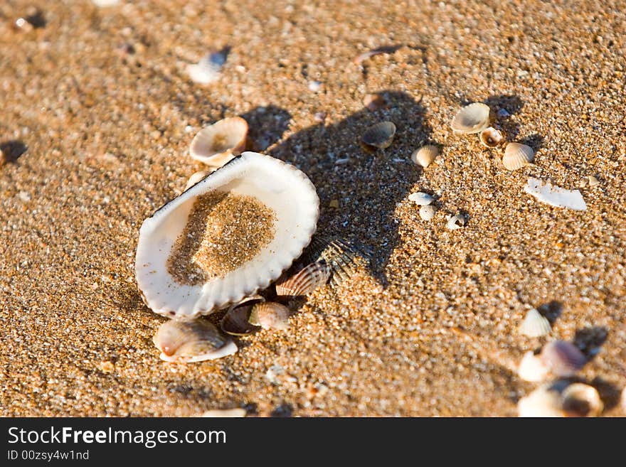 Sea series: close up of cockle shell in water and sand. Sea series: close up of cockle shell in water and sand