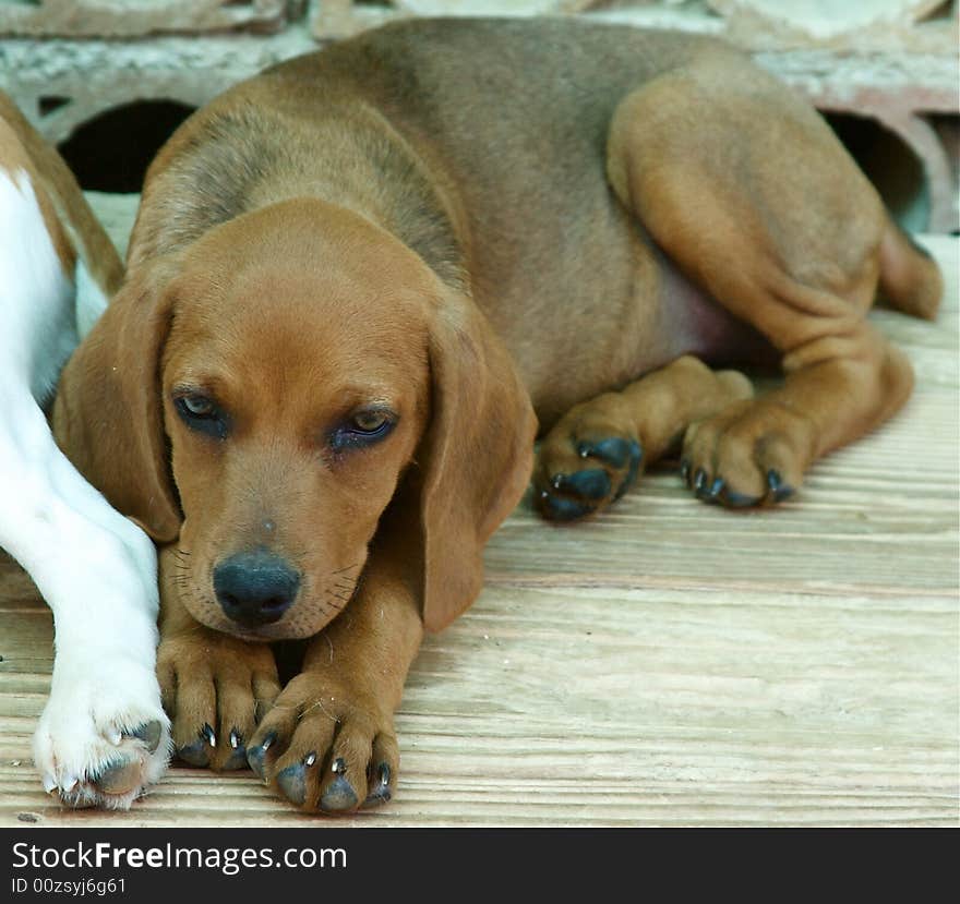 Portrait of baby brown dog. Portrait of baby brown dog