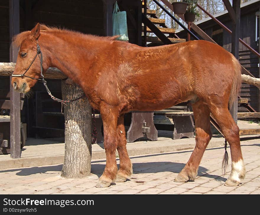 The rideable horse stands in expectation of the equestrian