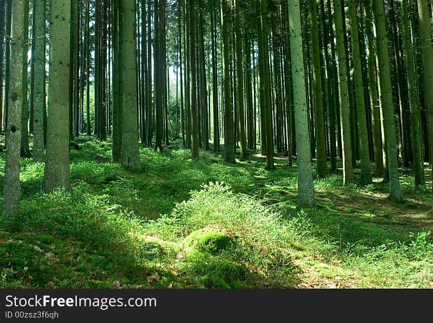 A forest, with the sun shining through the trees