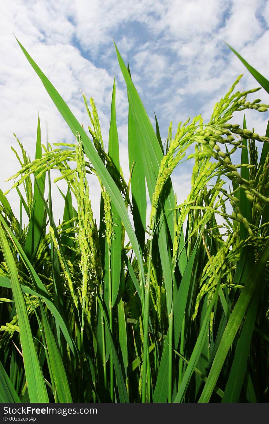 The paddy field .shoot it in South China