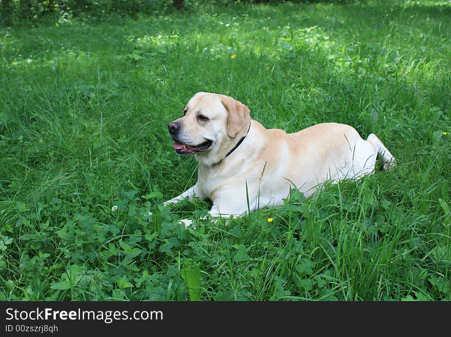 Portrait of a dog in spring city park. Portrait of a dog in spring city park