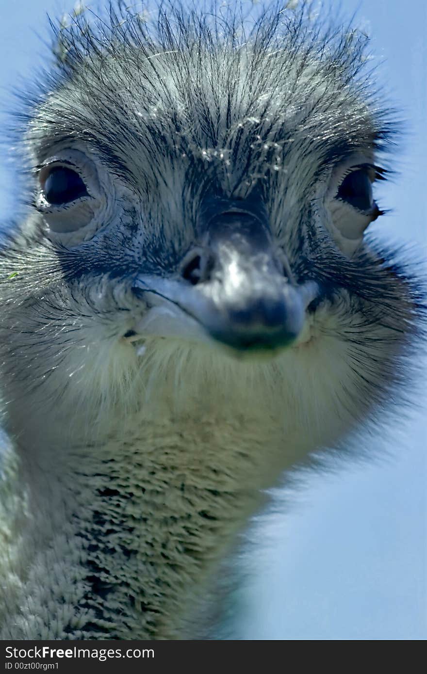 An ostrich head, against a clear blue sky. An ostrich head, against a clear blue sky