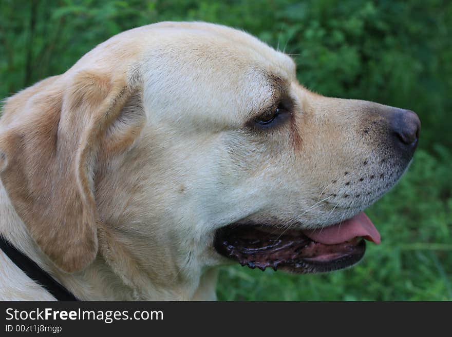 Portrait of a dog in spring city park. Portrait of a dog in spring city park