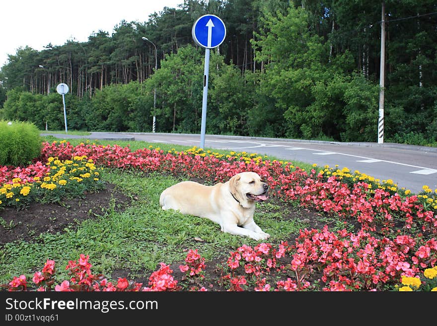 Portrait of a dog in spring city park. Portrait of a dog in spring city park