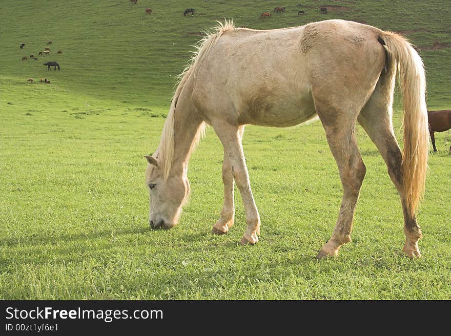 Horse pasture on mountain meadow