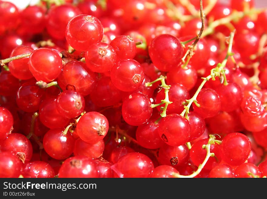 Red currant close-up