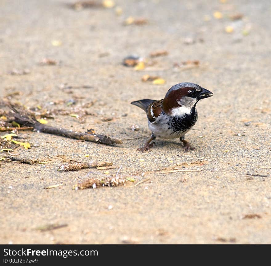 House Sparrow