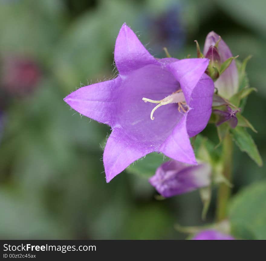 Beautifu flower on a natural green background