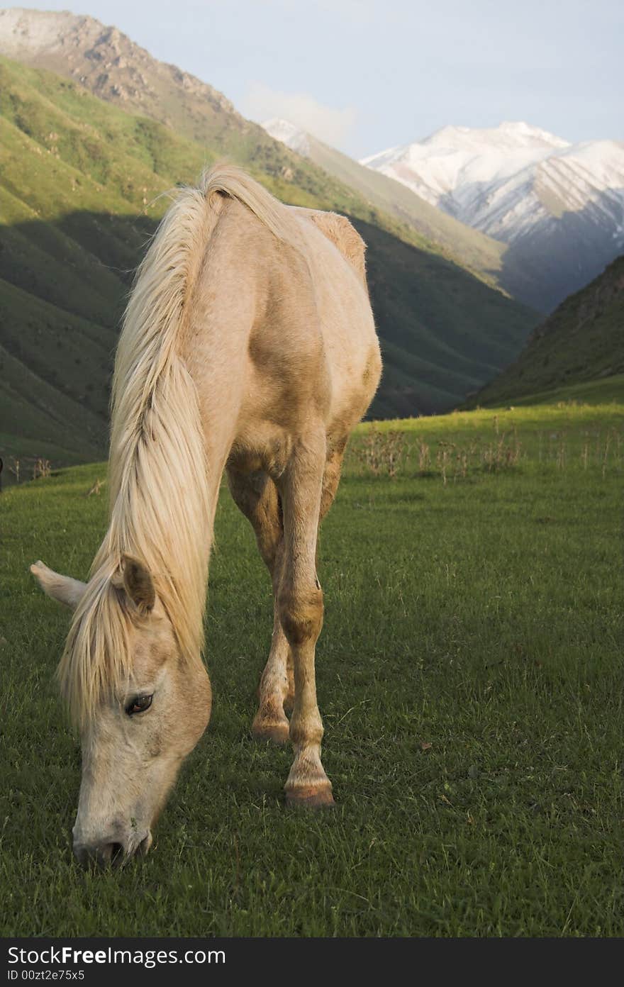 Horse pasture on mountain meadow