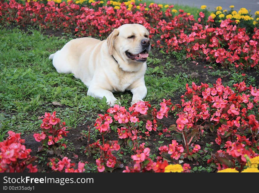 Portrait of a dog in spring city park. Portrait of a dog in spring city park