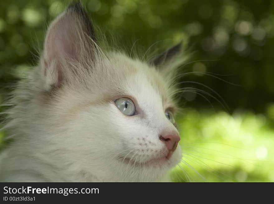 White kitten