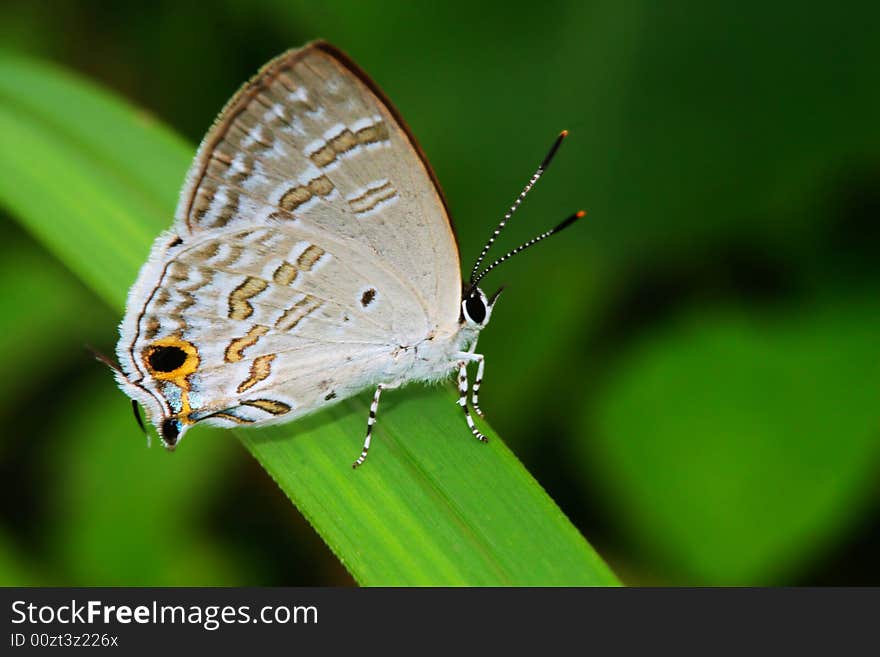 The butterfly fall a plant . shoot it in a garden . The butterfly fall a plant . shoot it in a garden .