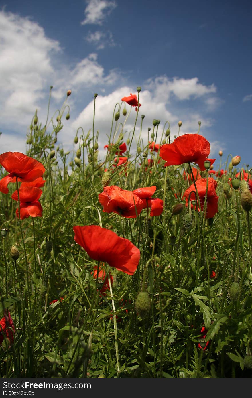 Wild Poppys