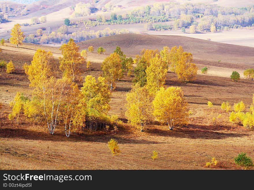 Silver birch