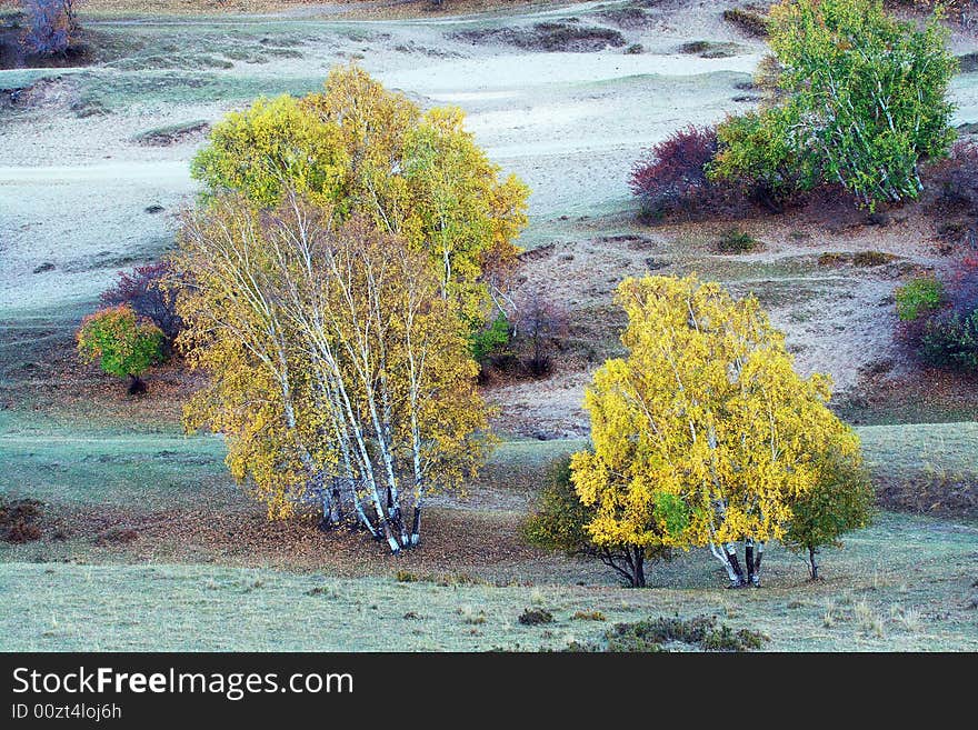 Silver birch