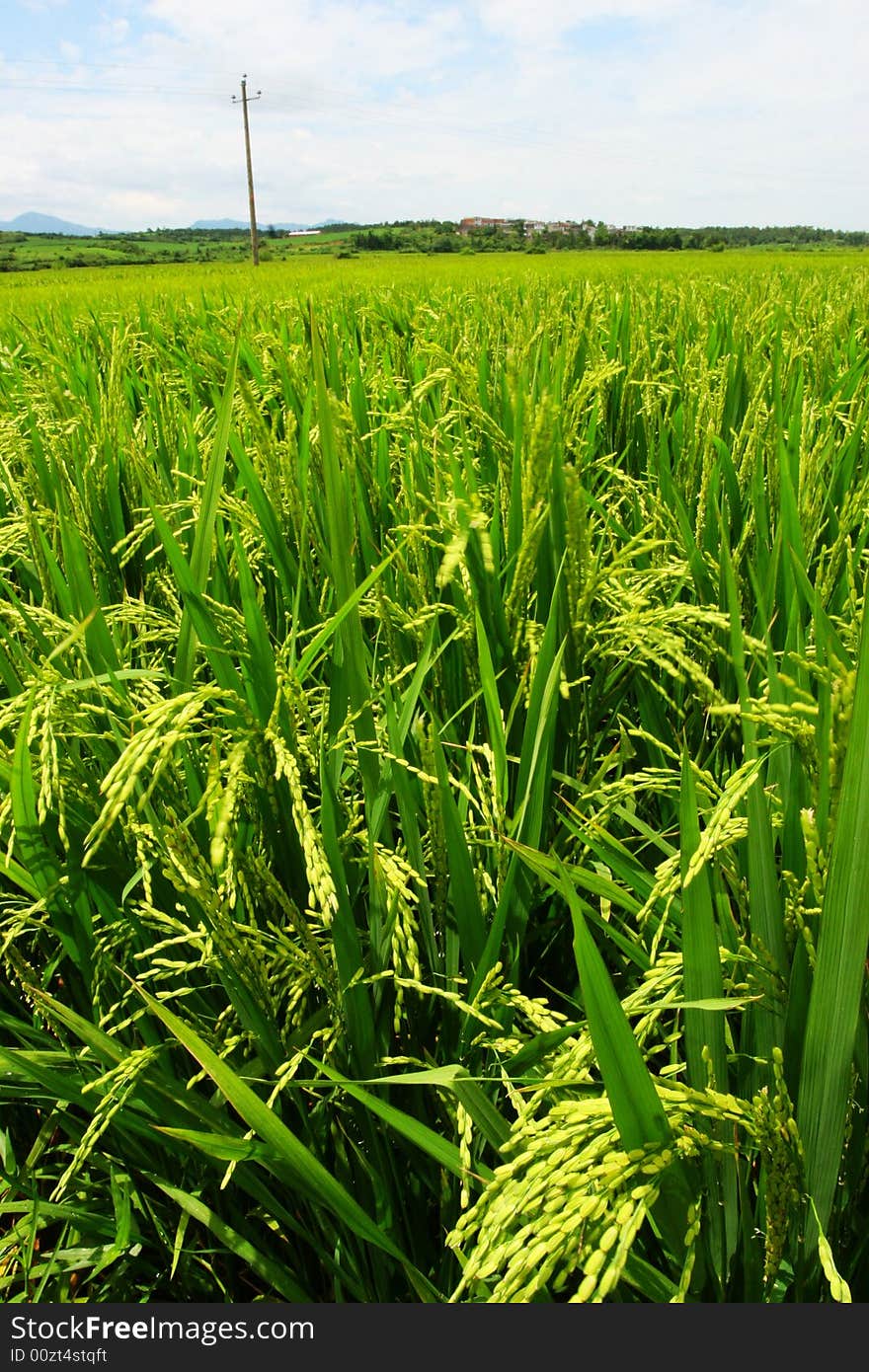 The paddy field .shoot it in South China