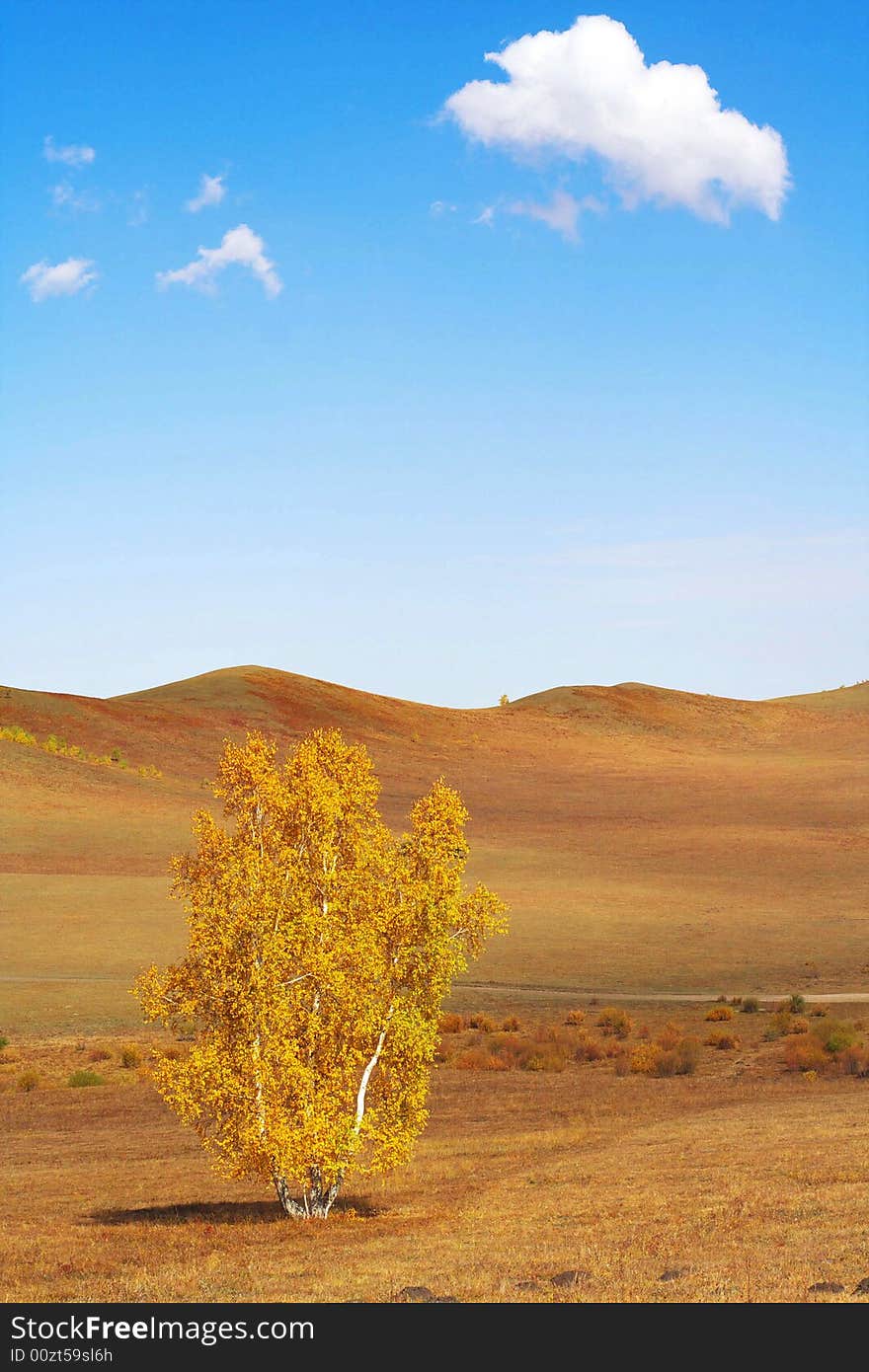 The silver birch is along. The silver birch is along