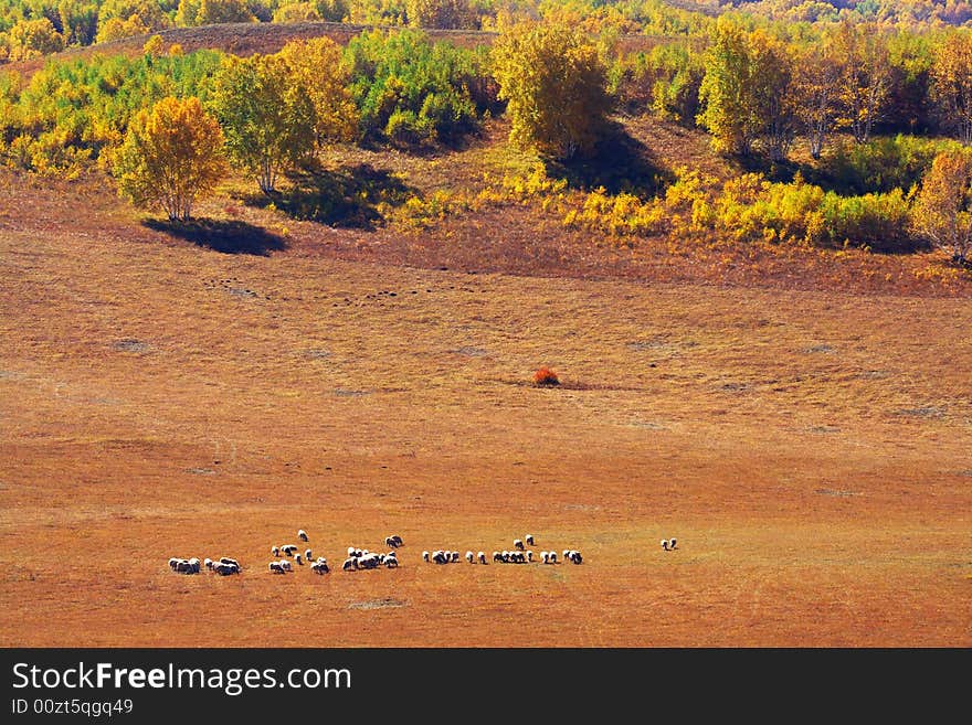 A group of sheep is eating grass