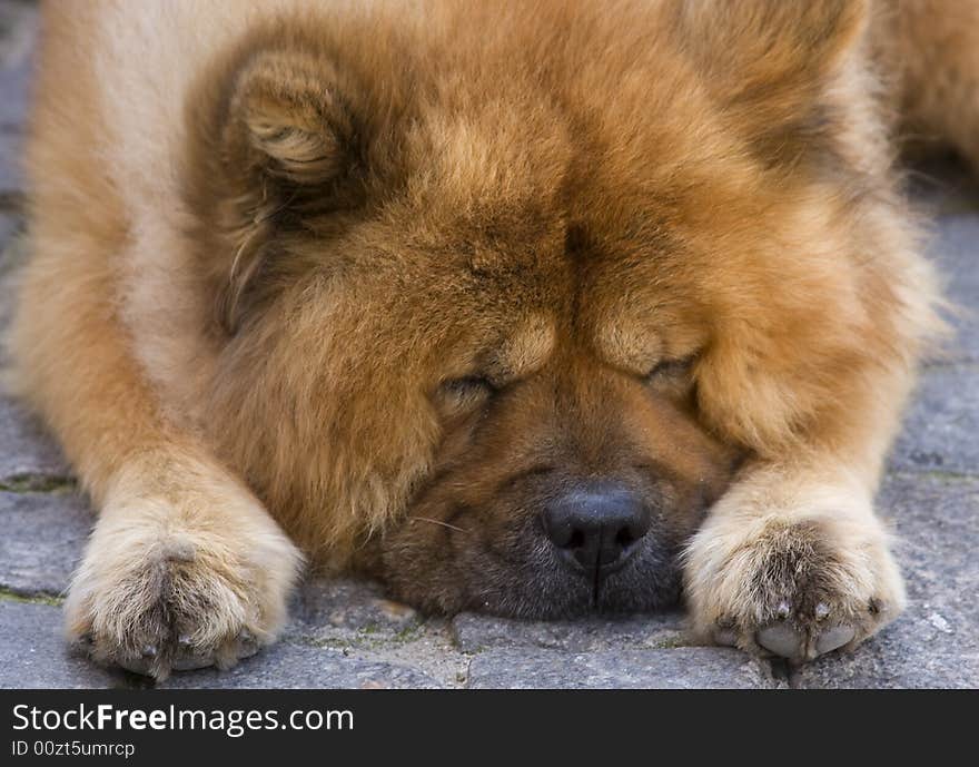 Cute chow breed dog sleeps on the road. Cute chow breed dog sleeps on the road