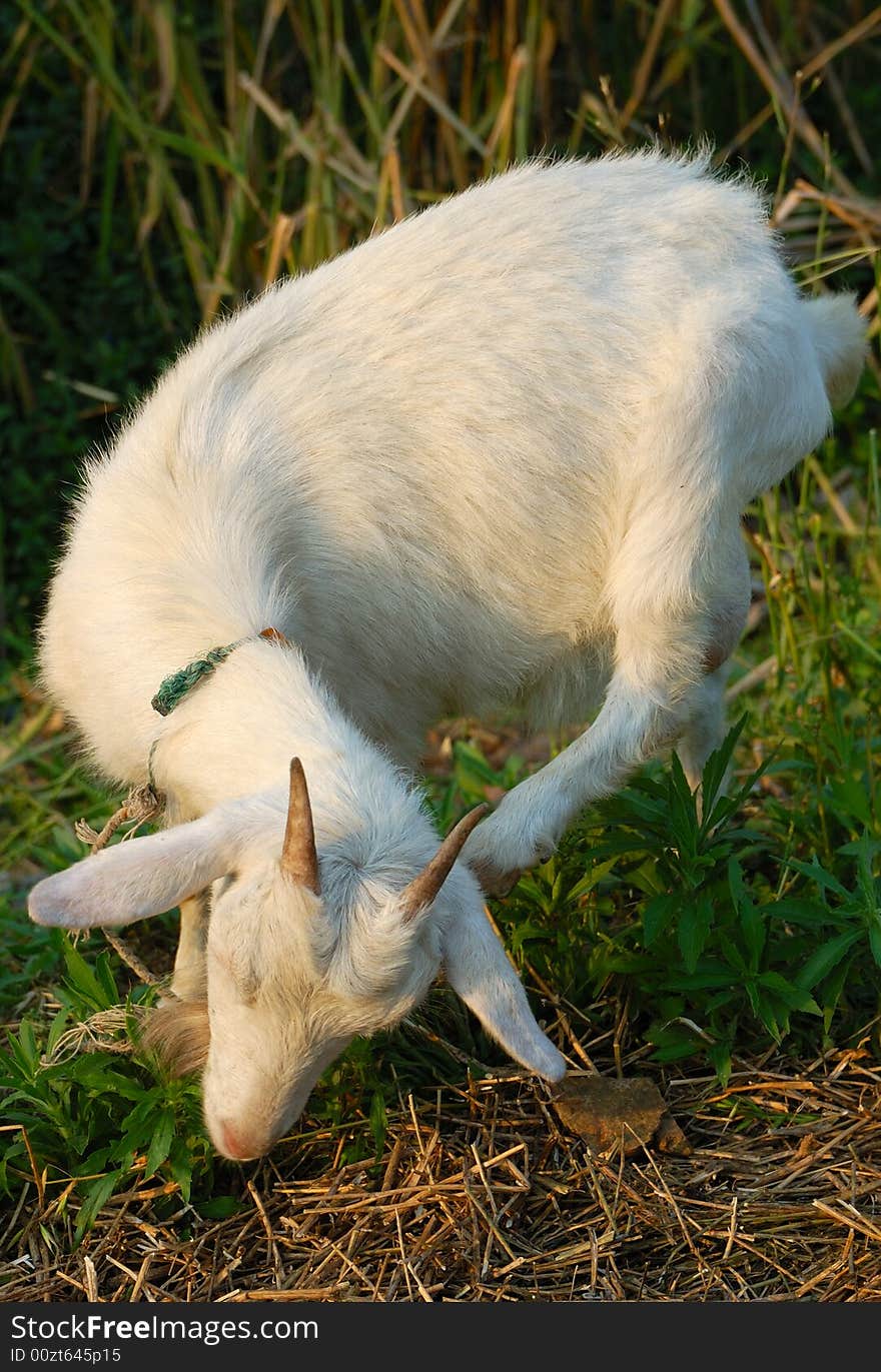 Goat in sunset