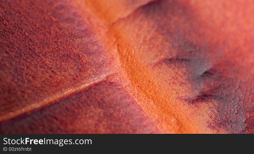 Macro pattern of expensive colorful leather