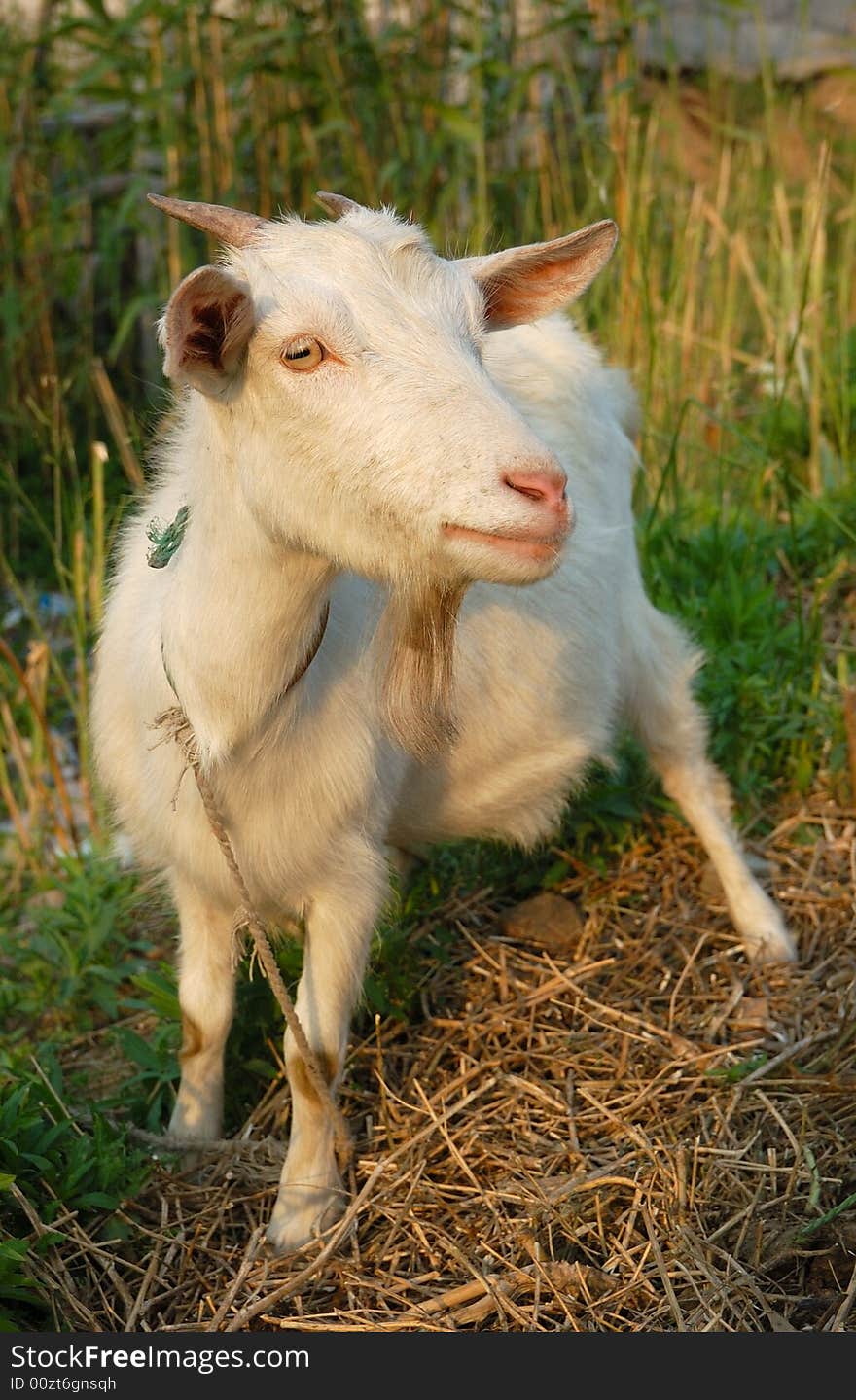 Goat in sunset